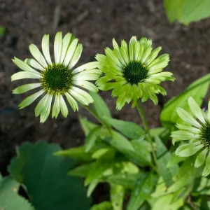 Echinacea purpurea 'Prairie Blaze Green' 9cm